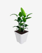 Mini Ceramic Flower Pot for Desk and Home Decor
