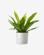 Mini Ceramic Flower Pot for Desk and Home Decor