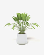 Mini Ceramic Flower Pot for Desk and Home Decor
